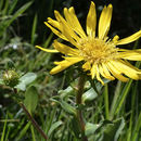 Grindelia hirsutula Hook. & Arn. resmi