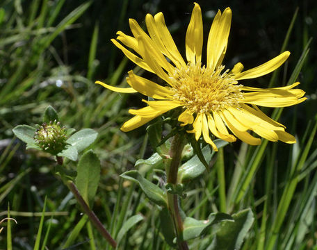 Grindelia hirsutula Hook. & Arn.的圖片