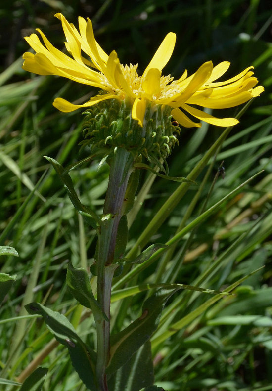 Grindelia hirsutula Hook. & Arn.的圖片