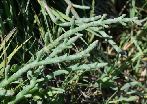 Image of <i>Salicornia virginica</i>