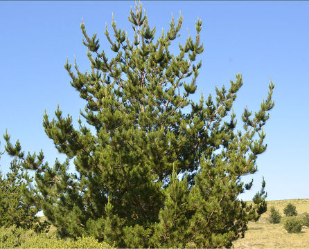 Plancia ëd Pinus radiata D. Don