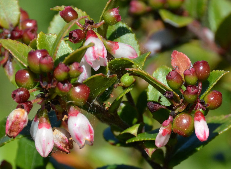 Image of evergreen huckleberry