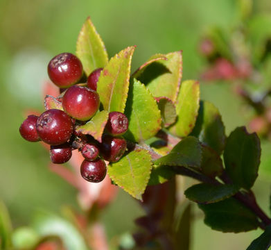 Image of evergreen huckleberry