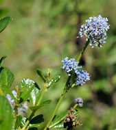 Image of <i>Ceanothus <i>thyrsiflorus</i></i> var. thyrsiflorus