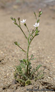 Plancia ëd Saltugilia australis (H. Mason & A. D. Grant) L. A. Johnson