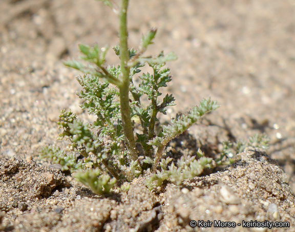 Plancia ëd Saltugilia australis (H. Mason & A. D. Grant) L. A. Johnson