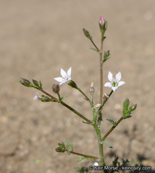 Plancia ëd Saltugilia australis (H. Mason & A. D. Grant) L. A. Johnson