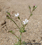 Plancia ëd Saltugilia australis (H. Mason & A. D. Grant) L. A. Johnson