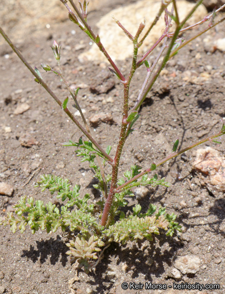 Plancia ëd Saltugilia australis (H. Mason & A. D. Grant) L. A. Johnson