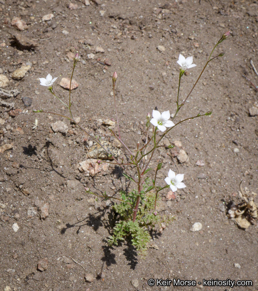 Plancia ëd Saltugilia australis (H. Mason & A. D. Grant) L. A. Johnson