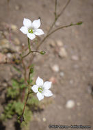 Plancia ëd Saltugilia australis (H. Mason & A. D. Grant) L. A. Johnson