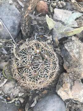 Image of beehive cactus