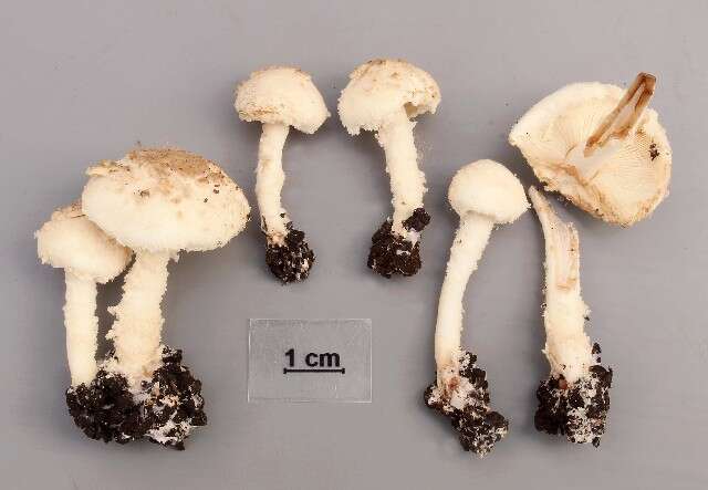 Image of Cystolepiota