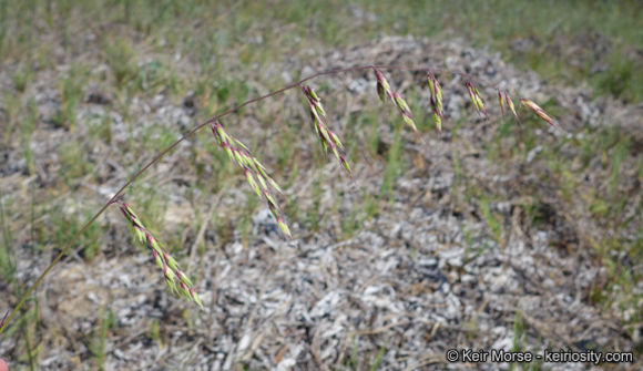 Image de Ehrharta longiflora Sm.