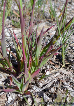 Image of longflowered veldtgrass