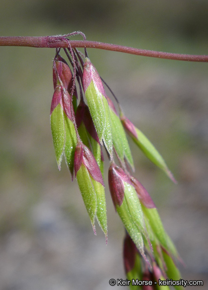 Imagem de Ehrharta longiflora Sm.