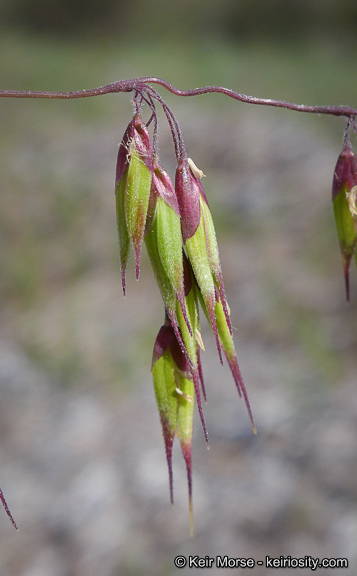 Imagem de Ehrharta longiflora Sm.