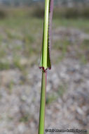 Imagem de Ehrharta longiflora Sm.