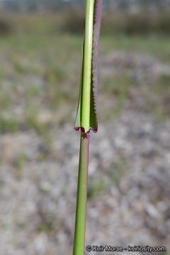 Image of longflowered veldtgrass