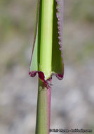 Imagem de Ehrharta longiflora Sm.