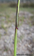 Imagem de Ehrharta longiflora Sm.