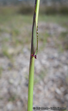 Image de Ehrharta longiflora Sm.