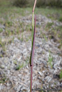 Image of longflowered veldtgrass