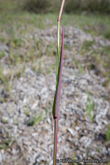 Image of longflowered veldtgrass