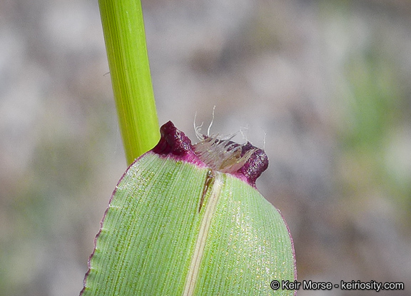 Image of longflowered veldtgrass