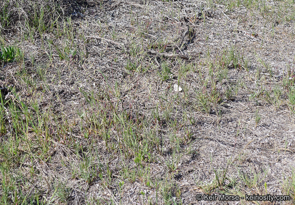 Image of longflowered veldtgrass