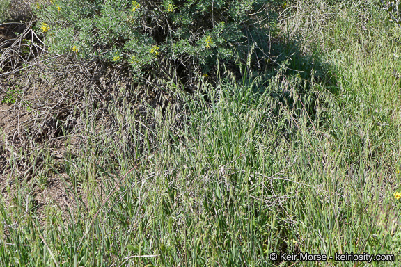 Image of longflowered veldtgrass