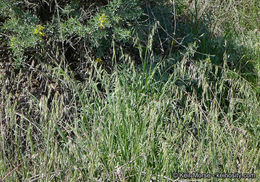 Image of longflowered veldtgrass