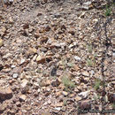 Image of tufted wallaby grass