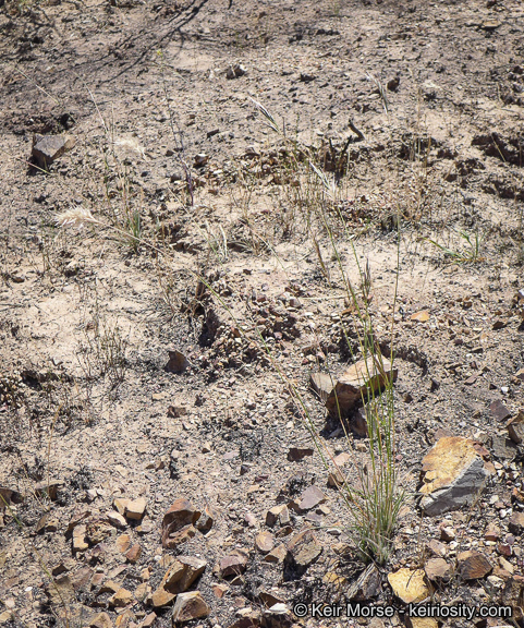 Rytidosperma caespitosum (Gaudich.) Connor & Edgar resmi