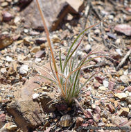 Rytidosperma caespitosum (Gaudich.) Connor & Edgar resmi