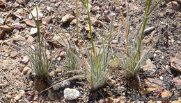 Rytidosperma caespitosum (Gaudich.) Connor & Edgar resmi