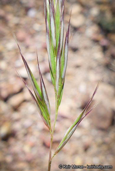 Rytidosperma caespitosum (Gaudich.) Connor & Edgar resmi