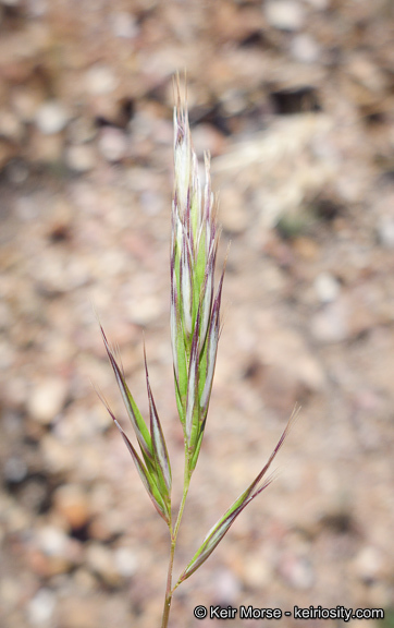 Rytidosperma caespitosum (Gaudich.) Connor & Edgar resmi