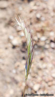 Rytidosperma caespitosum (Gaudich.) Connor & Edgar resmi