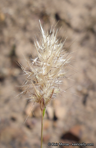 Rytidosperma caespitosum (Gaudich.) Connor & Edgar resmi