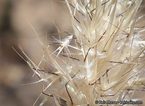 Rytidosperma caespitosum (Gaudich.) Connor & Edgar resmi