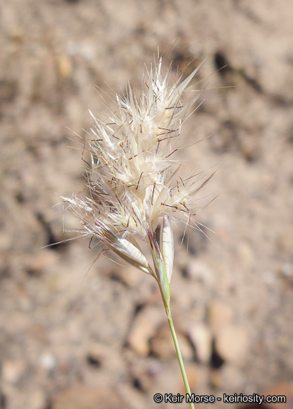 Rytidosperma caespitosum (Gaudich.) Connor & Edgar resmi