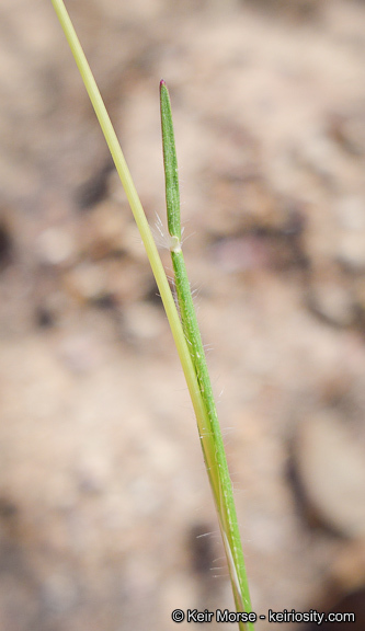 Rytidosperma caespitosum (Gaudich.) Connor & Edgar resmi