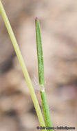 Rytidosperma caespitosum (Gaudich.) Connor & Edgar resmi