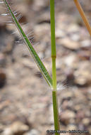 Rytidosperma caespitosum (Gaudich.) Connor & Edgar resmi