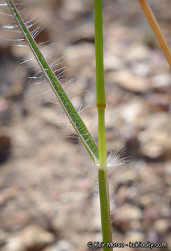 Rytidosperma caespitosum (Gaudich.) Connor & Edgar resmi