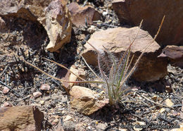 Rytidosperma caespitosum (Gaudich.) Connor & Edgar resmi