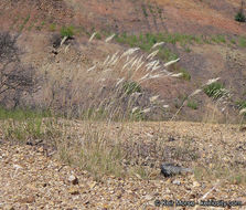 Rytidosperma caespitosum (Gaudich.) Connor & Edgar resmi