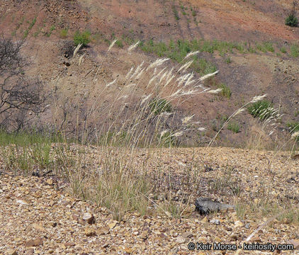 صورة Rytidosperma caespitosum (Gaudich.) Connor & Edgar