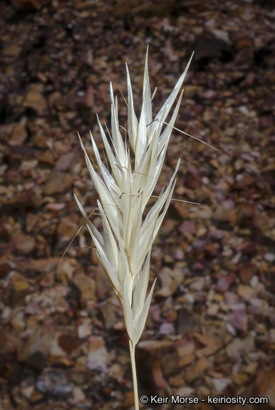 Rytidosperma caespitosum (Gaudich.) Connor & Edgar resmi